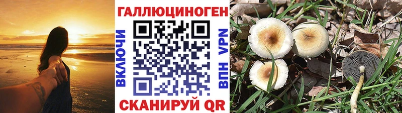 где можно купить   Зеленогорск  Псилоцибиновые грибы Magic Shrooms 